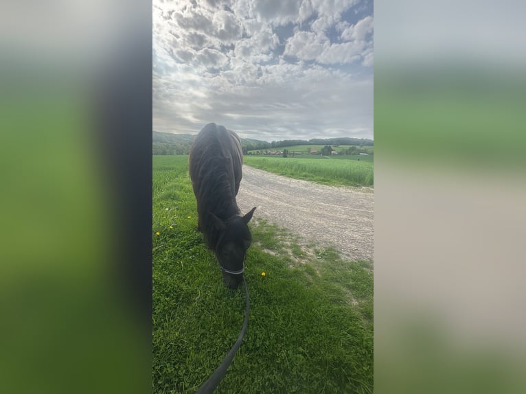 Noriker Wałach 6 lat 165 cm Kara in Lügde