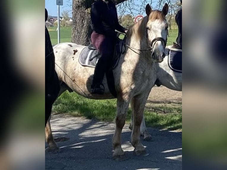 Noriker Wałach 6 lat 165 cm Kasztanowatodereszowata in Herrenberg
