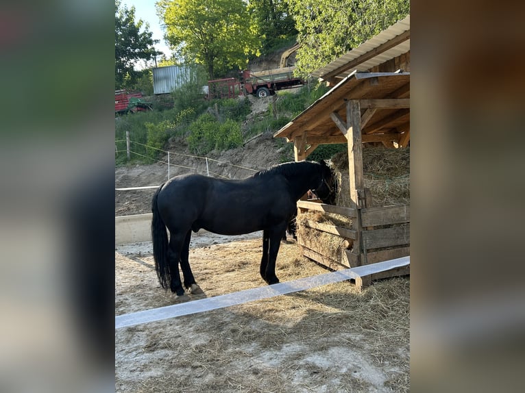 Noriker Wałach 6 lat 167 cm Kara in Viechtach