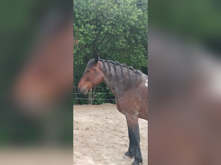 Noriker Mix Wałach 6 lat 168 cm Formy Brown Falb in Lederau