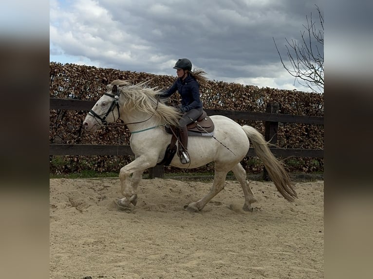 Noriker Wałach 6 lat 171 cm Siwa in Daleiden