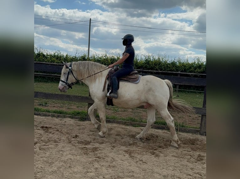 Noriker Wałach 6 lat 171 cm Siwa in Daleiden