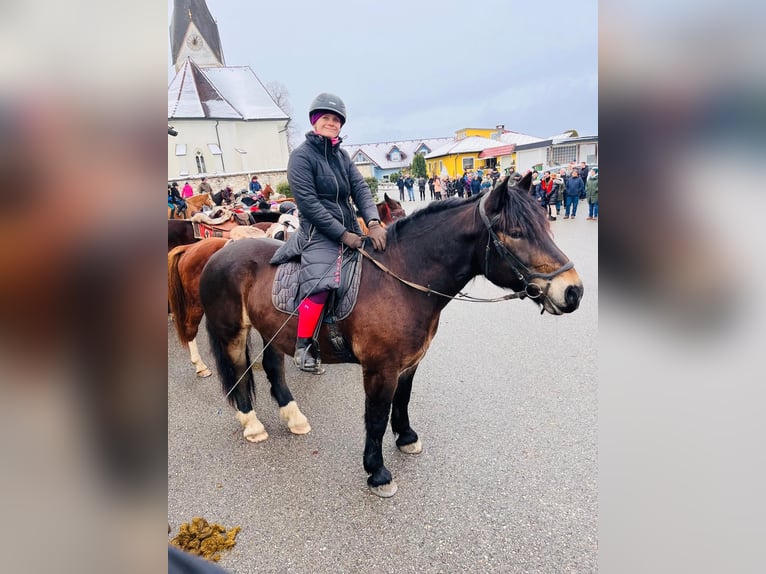 Noriker Wałach 7 lat 165 cm Ciemnogniada in Bleiburg