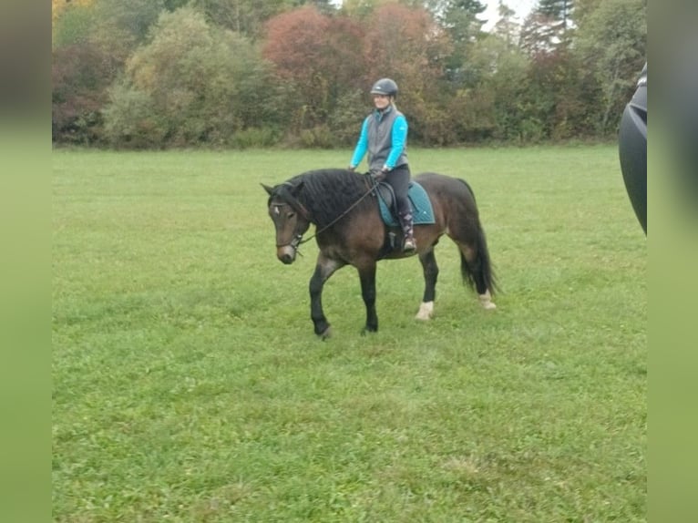 Noriker Wałach 7 lat 165 cm Ciemnogniada in Bleiburg