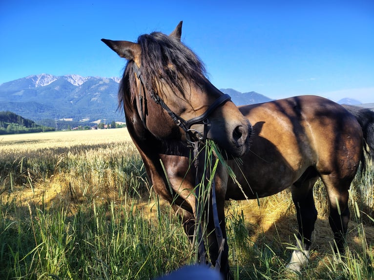 Noriker Wałach 7 lat 165 cm Ciemnogniada in Bleiburg