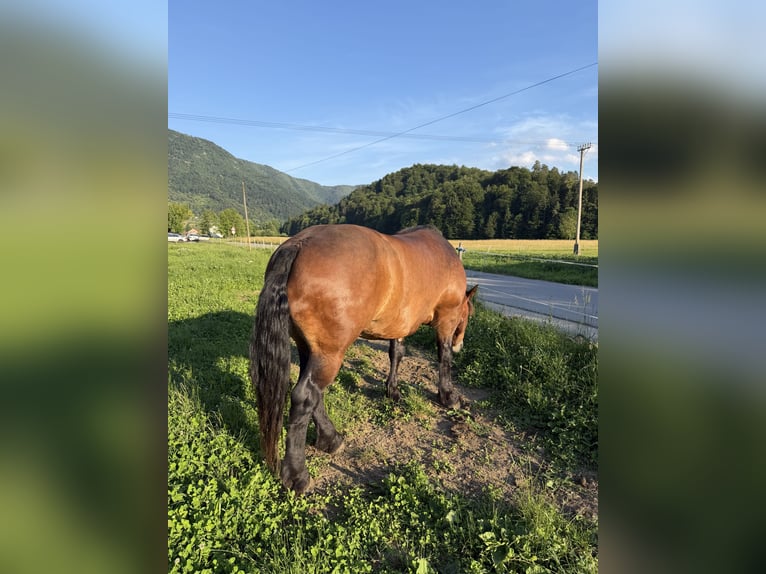 Noriker Wałach 7 lat 165 cm Gniada in Borovnica