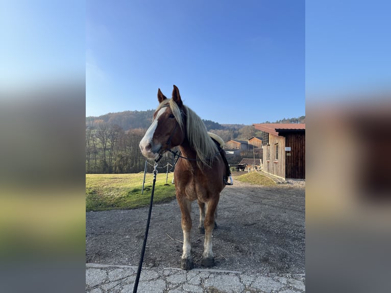 Noriker Wałach 7 lat 168 cm Ciemnokasztanowata in Pöchlarn