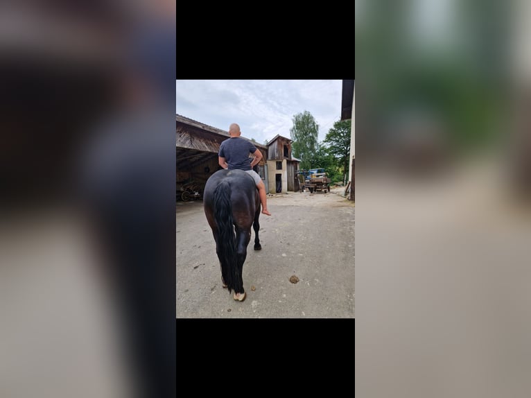 Noriker Wałach 7 lat 175 cm in Obertilliach