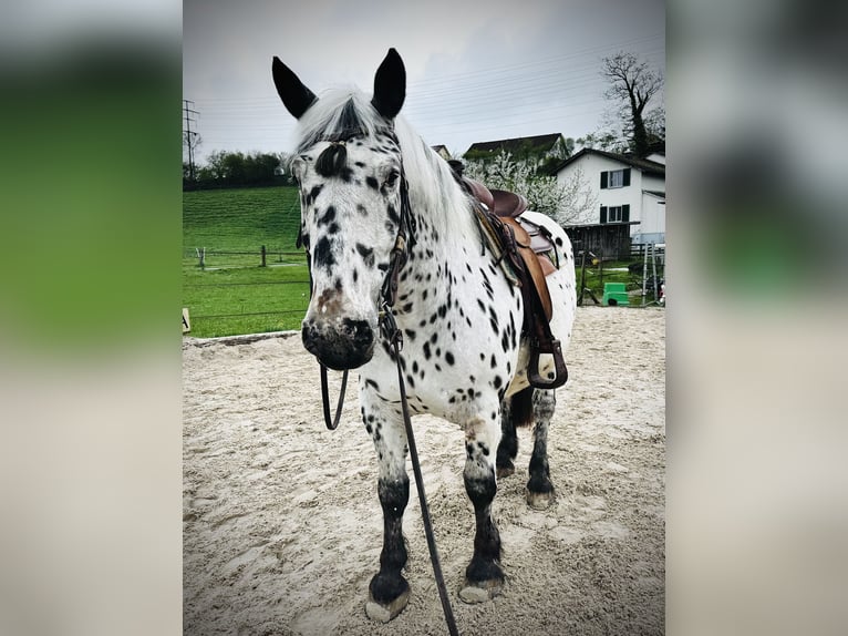 Noriker Wałach 8 lat 158 cm Tarantowata in Uster