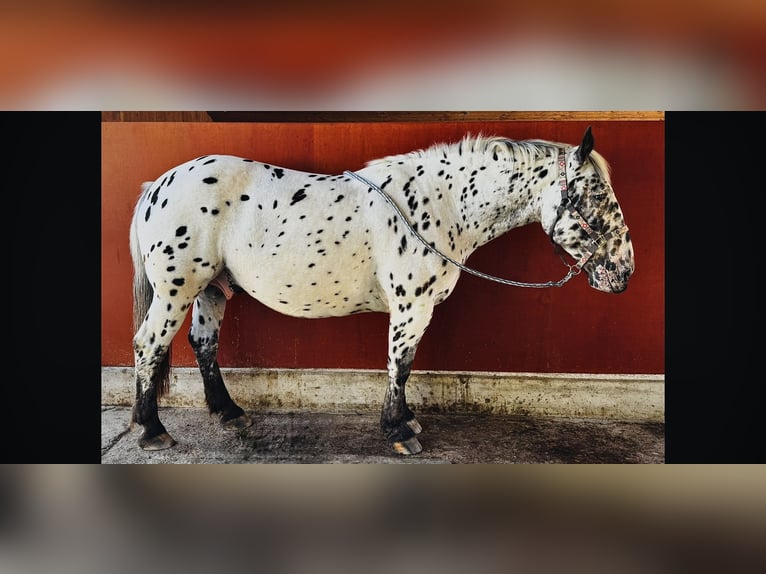 Noriker Wałach 8 lat 158 cm Tarantowata in Uster