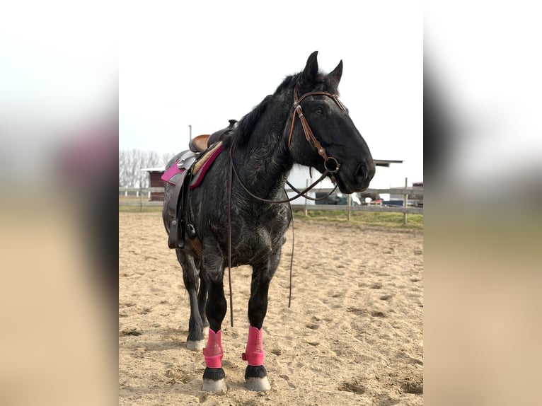 Noriker Wałach 8 lat 168 cm Stalowosiwy in Lüdersdorf