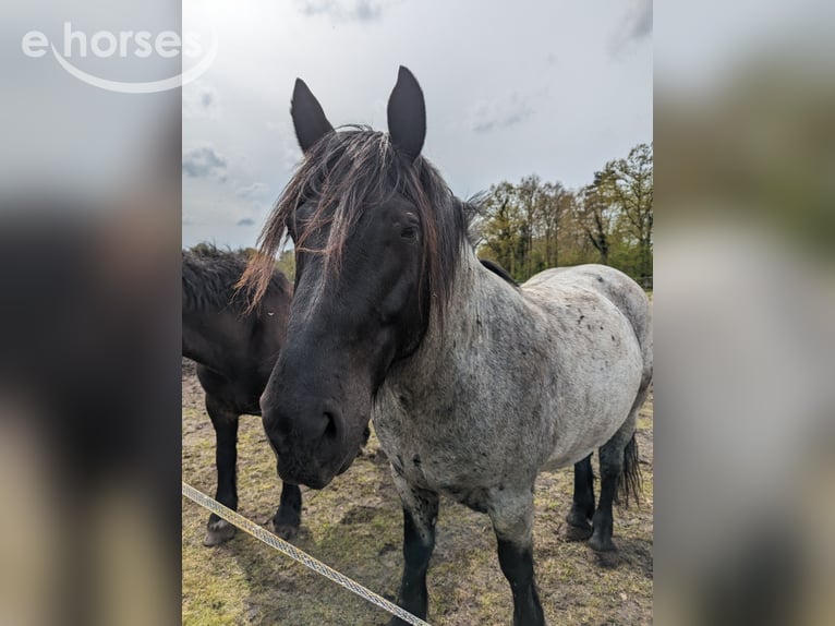 Noriker Wałach 9 lat 160 cm Stalowosiwy in Wingst