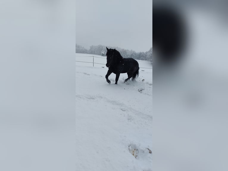 Noriker Wałach 9 lat 167 cm Skarogniada in Gachenbach
