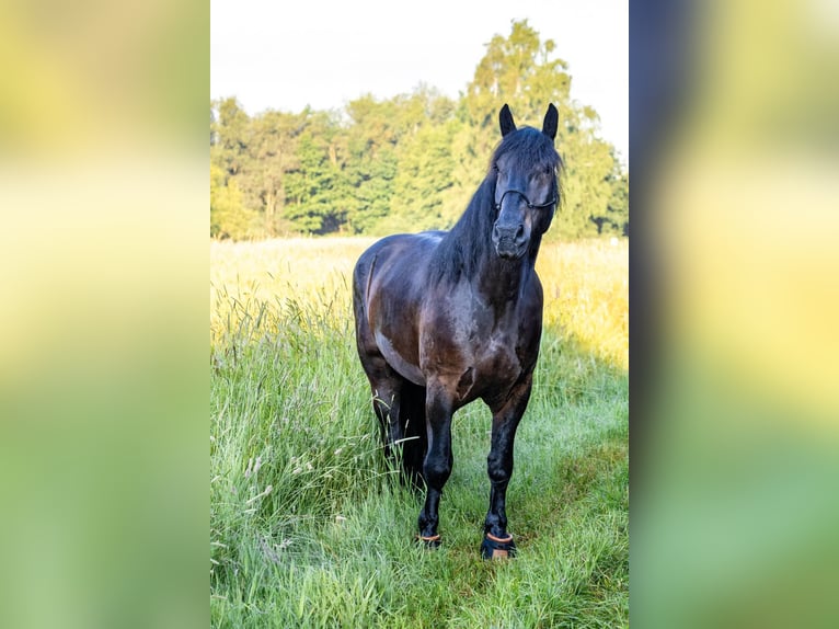 Noriker Wałach 9 lat 167 cm Skarogniada in Gachenbach