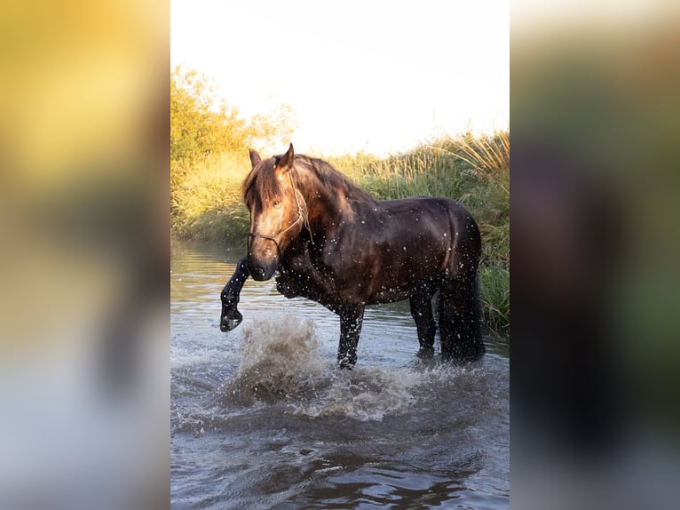 Noriker Wałach 9 lat 167 cm Skarogniada in Gachenbach