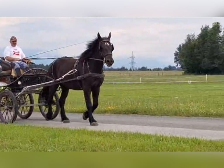 Noriker Wałach 4 lat 163 cm in Allendorf (Lumda)