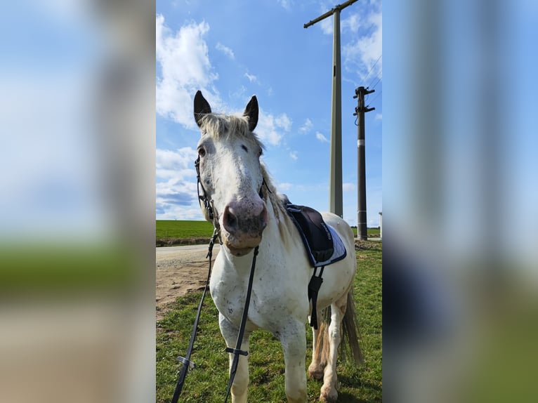 Noriker Wałach 5 lat Siwa in Schrozberg