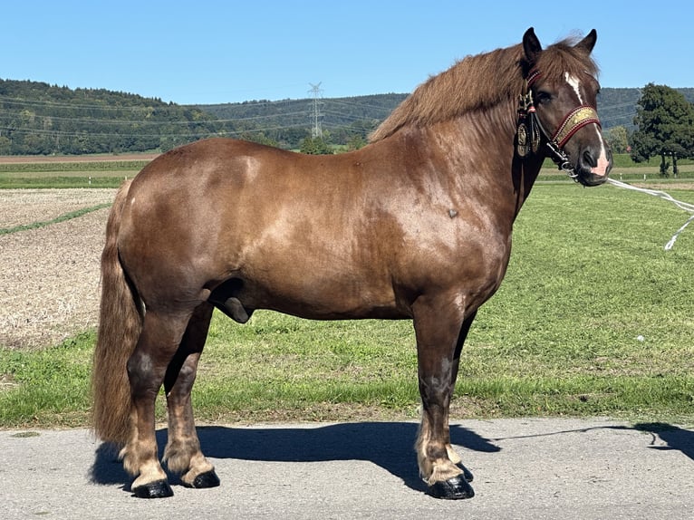 Noriker Wallach 10 Jahre 160 cm Dunkelfuchs in Riedlingen