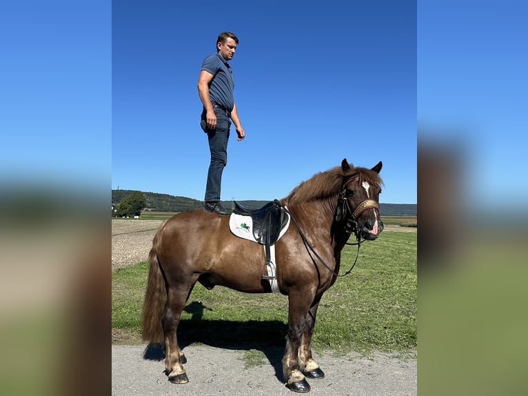 Noriker Wallach 10 Jahre 160 cm Dunkelfuchs in Riedlingen