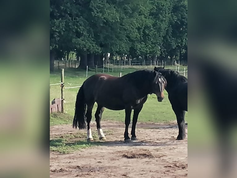 Noriker Wallach 10 Jahre 165 cm Dunkelbrauner in Wunstorf