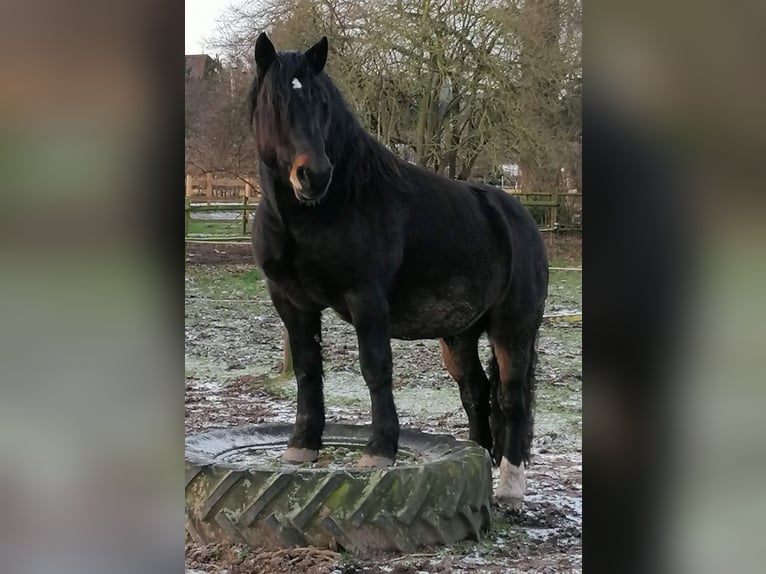 Noriker Wallach 10 Jahre 165 cm Dunkelbrauner in Wunstorf