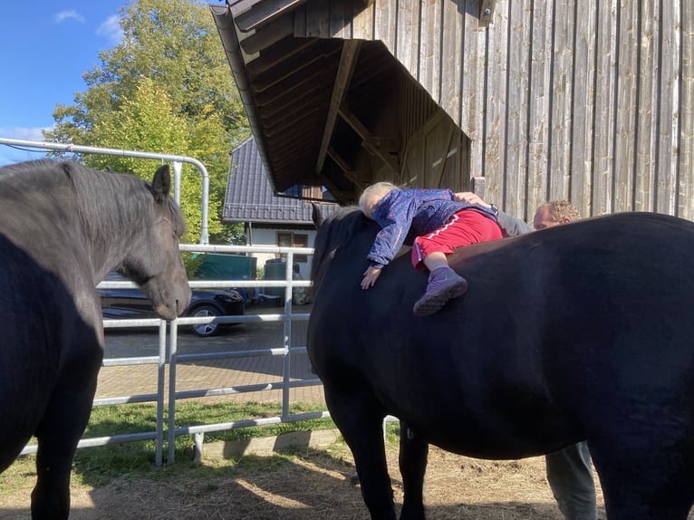 Noriker Wallach 10 Jahre 170 cm Rappe in Sulz am Neckar