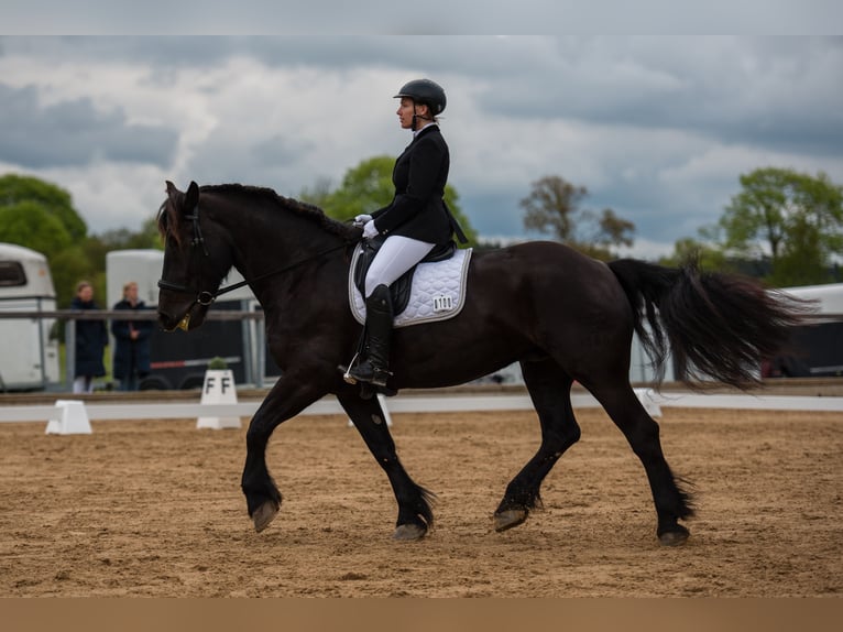 Noriker Wallach 10 Jahre 175 cm Rappe in Weyarn