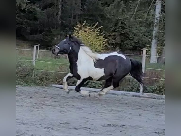 Noriker Wallach 11 Jahre 155 cm Schecke in Kundl