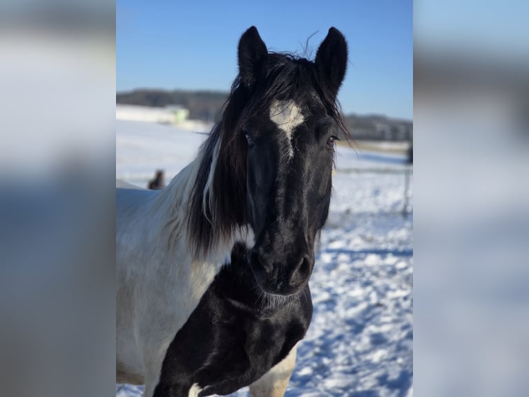 Noriker Wallach 11 Jahre 157 cm Schecke in Mengkofen