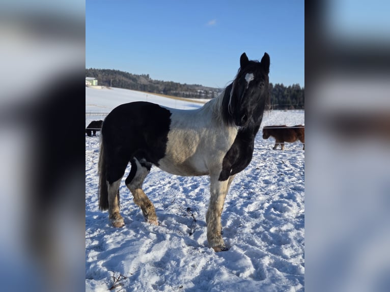 Noriker Wallach 11 Jahre 157 cm Schecke in Mengkofen