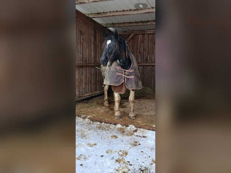 Noriker Wallach 11 Jahre 157 cm Schecke in Mengkofen