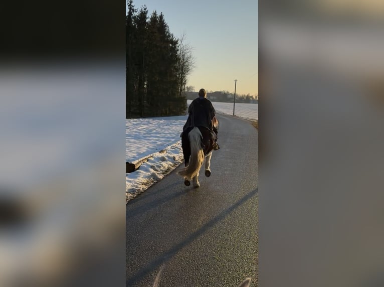 Noriker Wallach 11 Jahre 157 cm Schecke in Mengkofen
