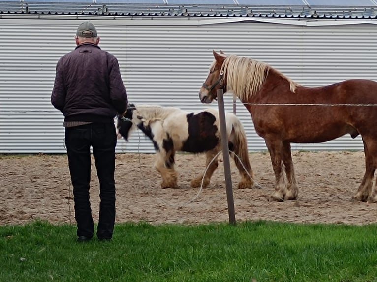 Noriker Wallach 11 Jahre 160 cm Fuchs in Bad Essen