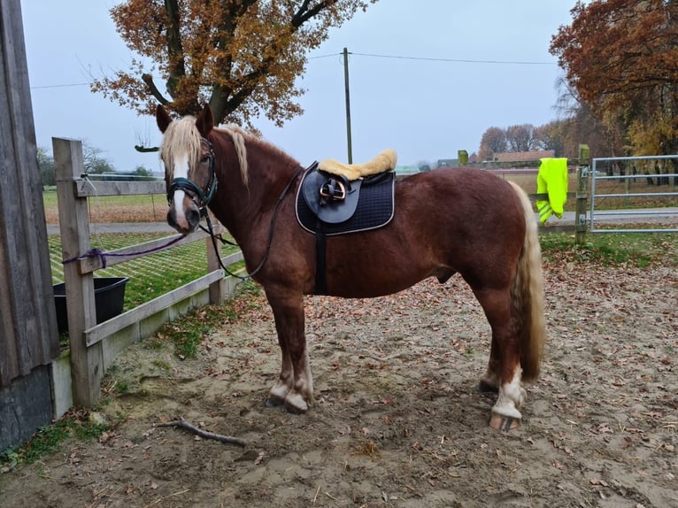 Noriker Wallach 11 Jahre 160 cm Fuchs in Bad Essen