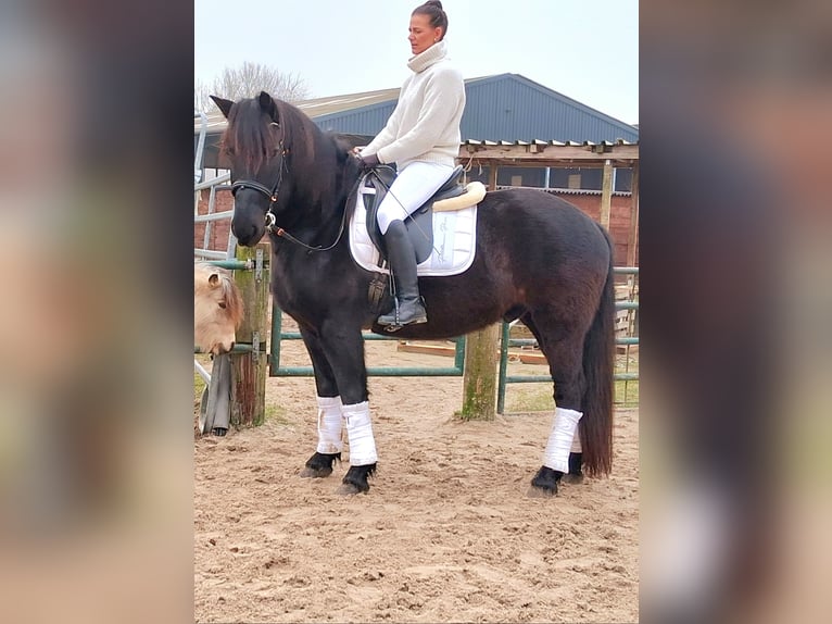 Noriker Wallach 11 Jahre 160 cm Rappe in Issum