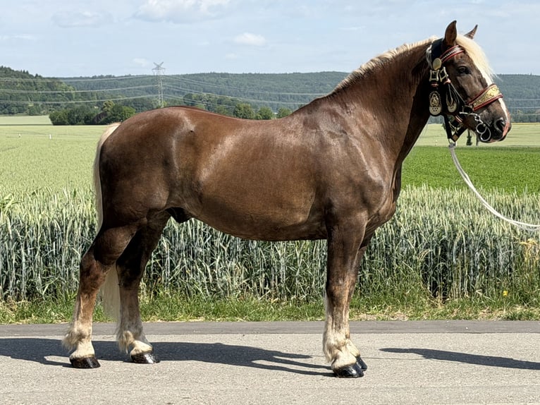 Noriker Wallach 11 Jahre 164 cm Dunkelfuchs in Riedlingen