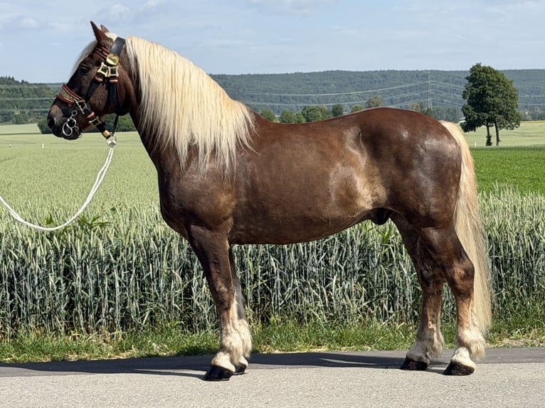 Noriker Wallach 11 Jahre 164 cm Dunkelfuchs in Riedlingen