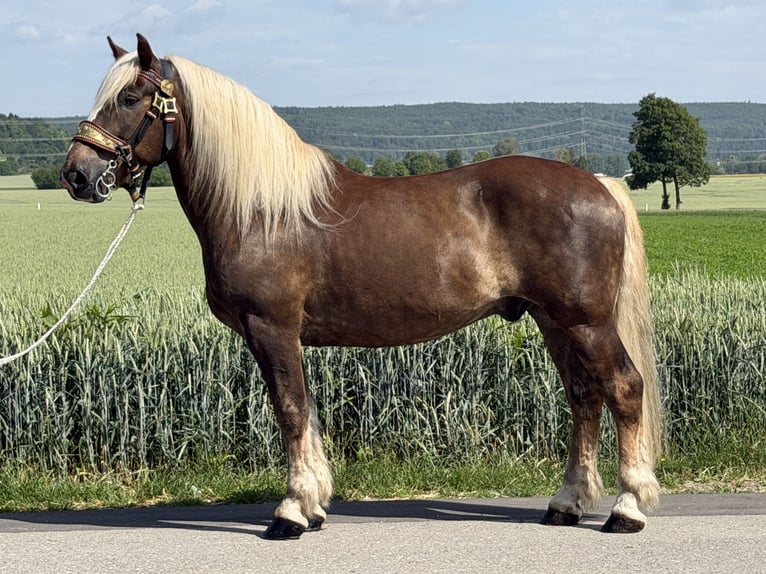 Noriker Wallach 11 Jahre 164 cm Dunkelfuchs in Riedlingen