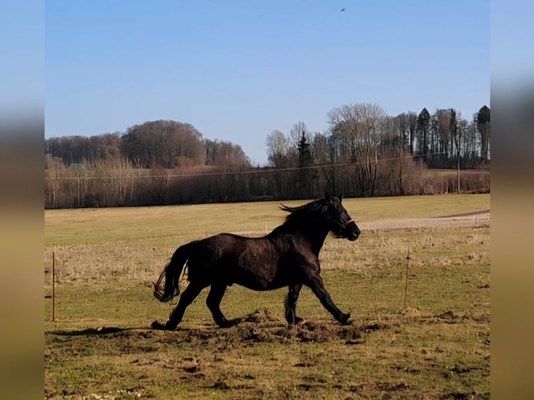 Noriker Wallach 11 Jahre 168 cm Brauner in Bad Endbach