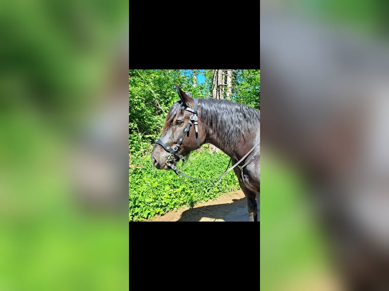 Noriker Wallach 11 Jahre 168 cm Brauner in Bad Endbach