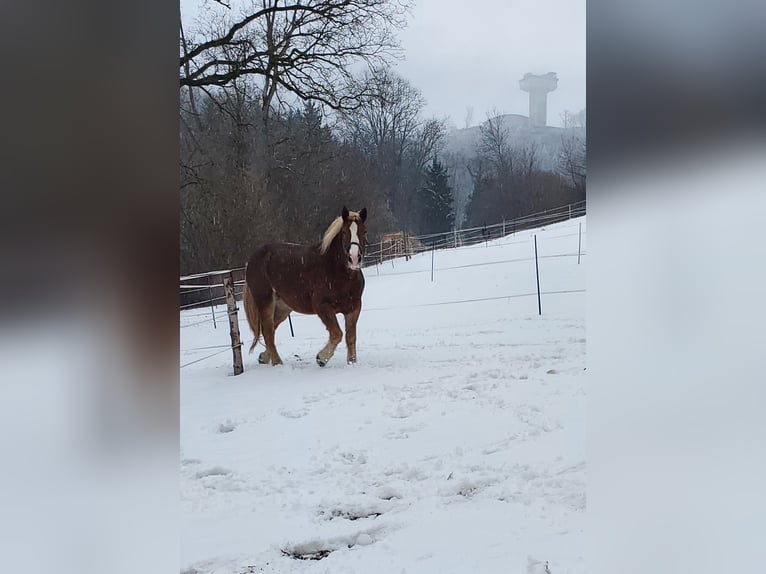 Noriker Wallach 11 Jahre 170 cm Dunkelfuchs in Langenburg