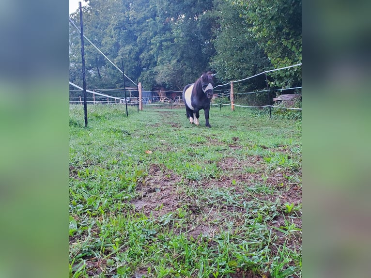 Noriker Wallach 11 Jahre Dunkelfuchs in Langenburg