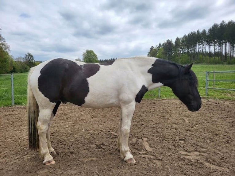 Noriker Wallach 12 Jahre 162 cm Schecke in Rinchnach