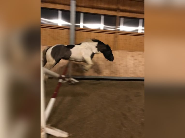 Noriker Wallach 12 Jahre 162 cm Schecke in Rinchnach