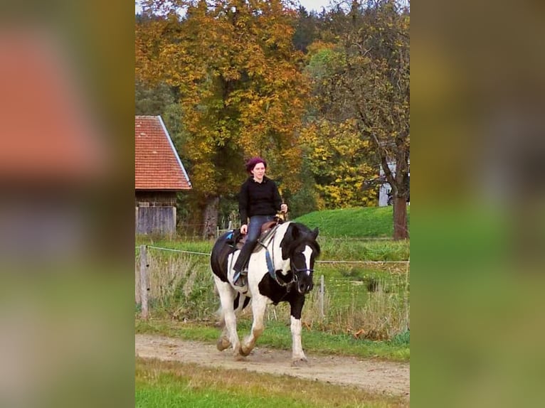 Noriker Wallach 12 Jahre 162 cm Schecke in Rinchnach