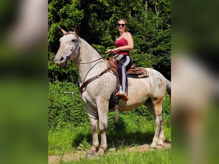 Noriker Mix Wallach 12 Jahre 163 cm in Dobrowa