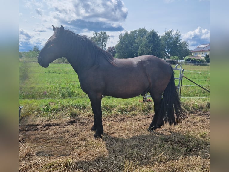 Noriker Wallach 12 Jahre 165 cm Rappe in Büttelborn