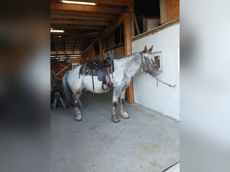 Noriker Wallach 12 Jahre 165 cm Tigerschecke in Pilsting