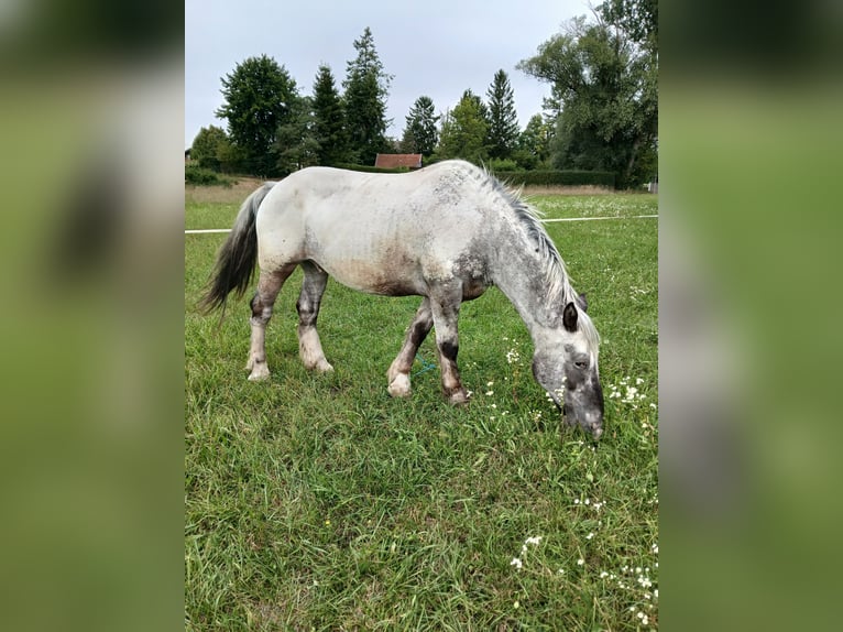 Noriker Wallach 12 Jahre 165 cm Tigerschecke in Pilsting
