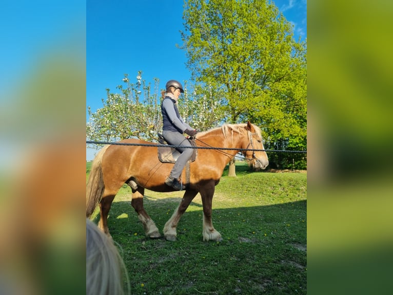Noriker Wallach 12 Jahre Fuchs in Bad Essen
